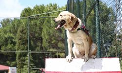 Jandarmanın dedektör köpekleri eğitimlerle göreve hazırlanıyor