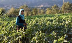 Çorum'dan dünyaya açılan lezzet: Doğla’nın Çiçek Bamyası!