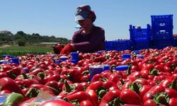 Çanakkale, Türkiye’nin Kapya Biber üretiminde zirvede