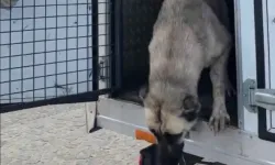 Mudanya'da ‘köpeklerin uyutulduğu’ iddialarına videolu yanıt