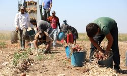 Çorum'dan dünyaya yayılan eşsiz lezzet: Coğrafi işaretli Alaca Mor Soğanında hasat başladı