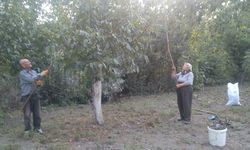 Coğrafi tescil işaretli Oğuzlar Cevizi'nde hasat sezonu devam ediyor