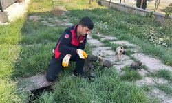 Gider borusuna sıkışan minik kedi ve köpek yavrularını itfaiye kurtarıldı