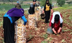 Çayırlı'da patates hasadı başladı! İşçiler günlük 600 TL kazanıyor