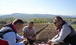 Doğada toplanması yasak olan salebin üretimi artıyor: Kastamonu’da 12 dekar alanda dikim başladı