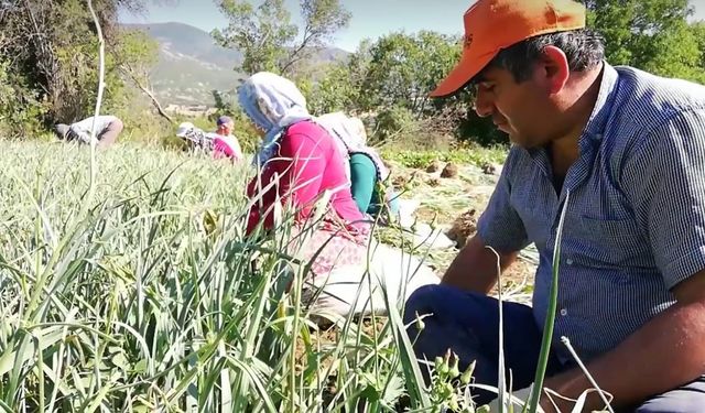 Çorum'un meşhur lezzeti Kışlacık Pırasası artık resmen tescilli