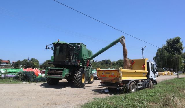 Düzce'de belediye arazisine ekilen buğdayın hasadı yapıldı