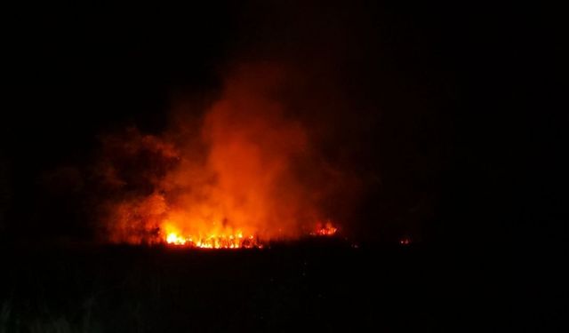 Çorum'da çıkan anız yangınında 2 bine yakın ağaç zarar gördü