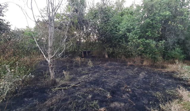 Ceviz bahçesinde yangın: 15 ceviz ağacı zarar gördü