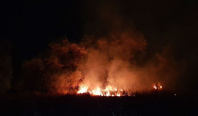 Çorum'da anız yangını felaketi: Yüzlerce ağaç kül oldu!