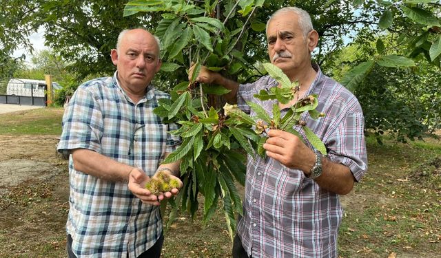 Sinop'ta "kestane gal arısı" kestane ve bal üretimini tehlikeye düşürüyor