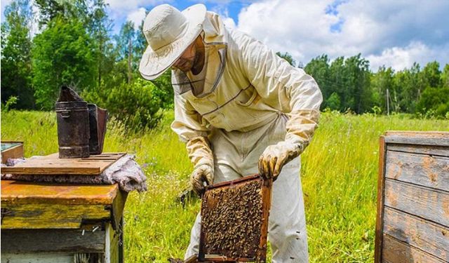 Türkiye Arıcılık Haritası yayımlandı: Çorum, damızlık ana arı üretiminde merkez il
