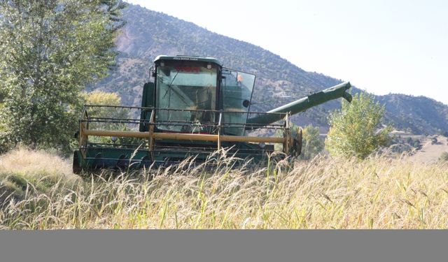 Bolu'nun coğrafi işaretli "Kıbrıscık pirinci" hasat ediliyor