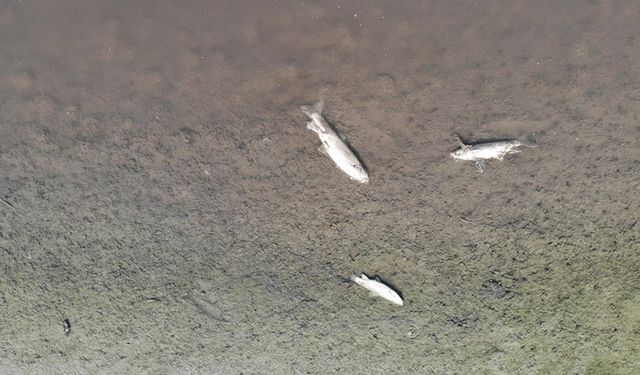 Tokat Yeşilırmak'ta alarm zilleri: Toplu balık ölümleri neden oluyor?