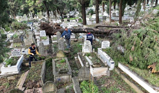 Zonguldak ve Düzce'de fırtınada devrilen ağaçlar mezarlara zarar verdi