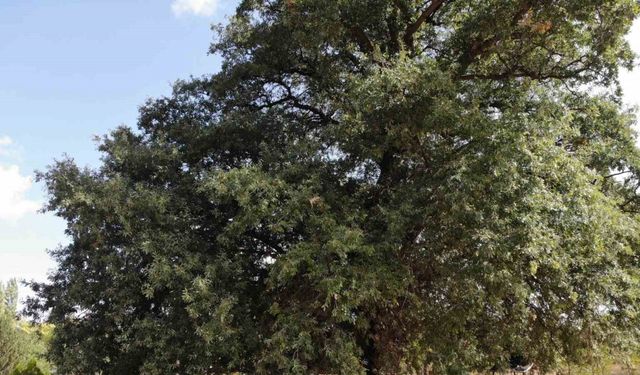 700 yıllık meşe ağacı tescillendi