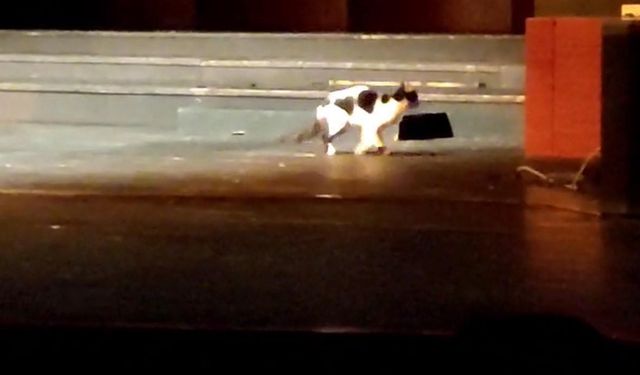 Konser esnasında sahneye çıkan kedi gülümsetti