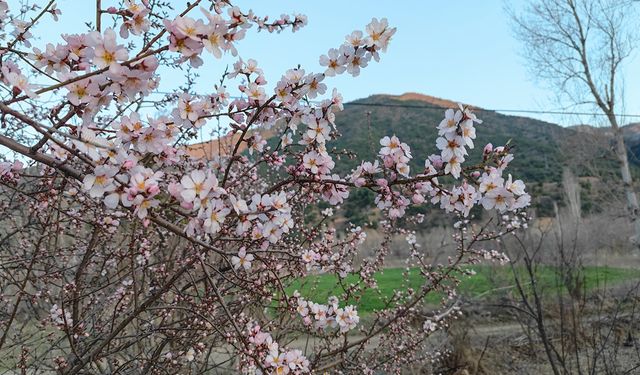 Ceviz diyarı Oğuzlar'da zirai don alarmı: Ağaçlar çiçek açtı, üreticiler tedirgin