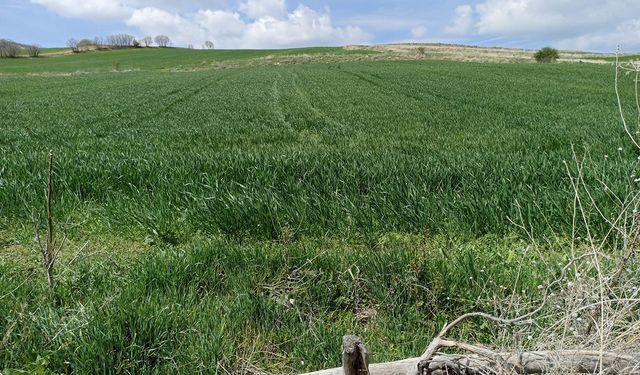 Sungurlu'nun yeşil hazinesi: Buğday tarlaları çiçek açıyor