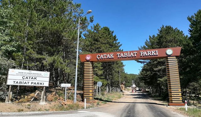 Çorum’un saklı cenneti: Yeşilin bin bir tonunu barındıran Çatak Tabiat Parkı