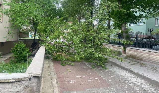 Sungurlu'da fırtınanın etkisiyle ağaçlar devrildi, yollar kapandı!