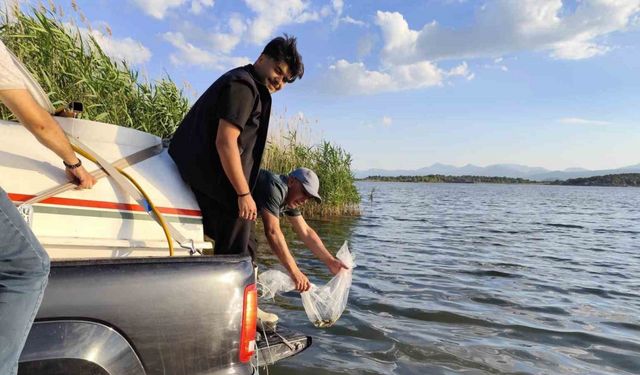 Beyşehir Gölüne bırakılan yavru sazan balığı miktarı 2.5 milyona ulaştı