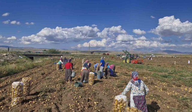 Satamadığı patatesleri halka ücretsiz dağıttı