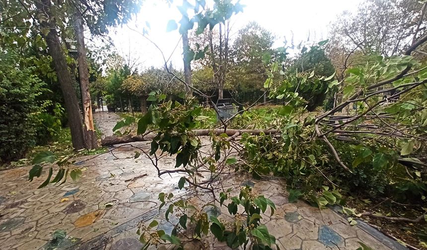 Sungurlu’da rüzgarın etkisiyle ağaçlar yıkıldı: İşte o anlar!