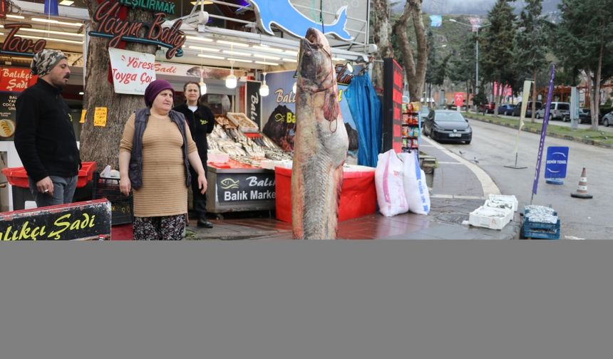 Amasya'da 2,1 metre boyunda 70 kilogram ağırlığında yayın balığı avlandı