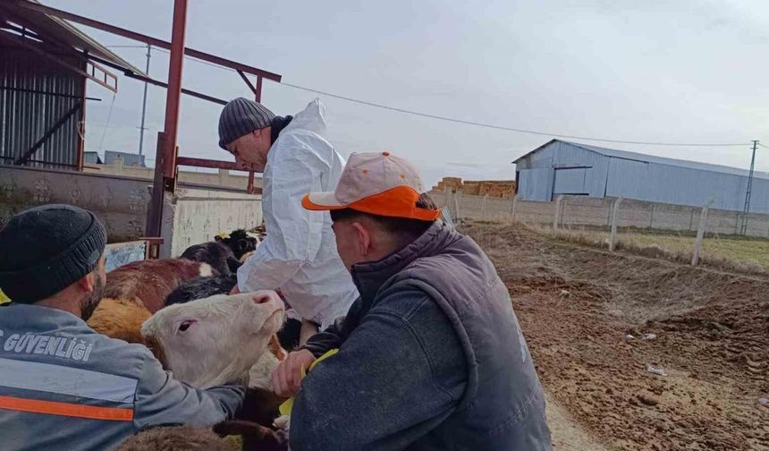 Kırşehir’de, şap aşılama programıyla hayvan varlığı güncelleniyor
