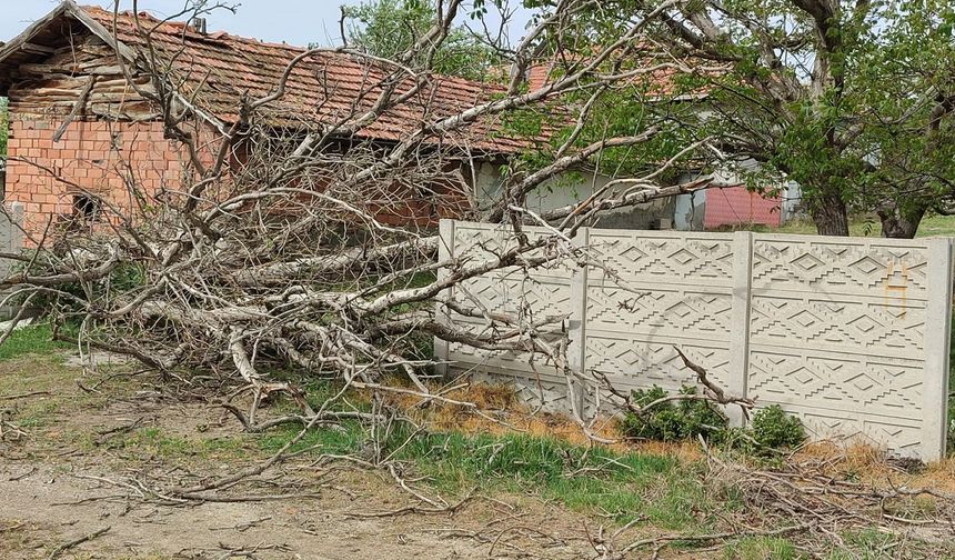 Ortalık savaş alanına döndü! Şiddetli fırtına asırlık Ceviz ağacını kökünden söktü