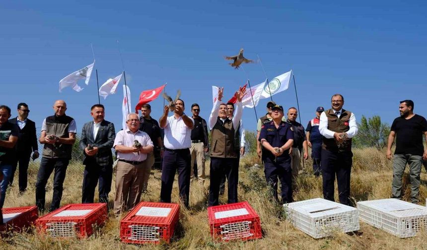 Yozgat’ta 800 kınalı keklik doğaya salındı
