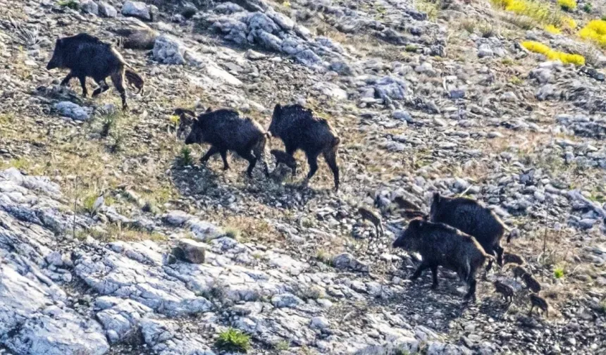 Gündüz vakti köyde görülen bu sürü herkesi tedirgin etti!